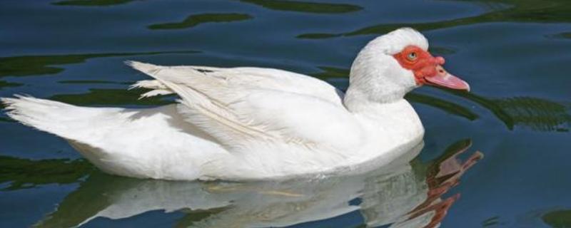 麝香鸭是几级保护动物,是二级保护动物