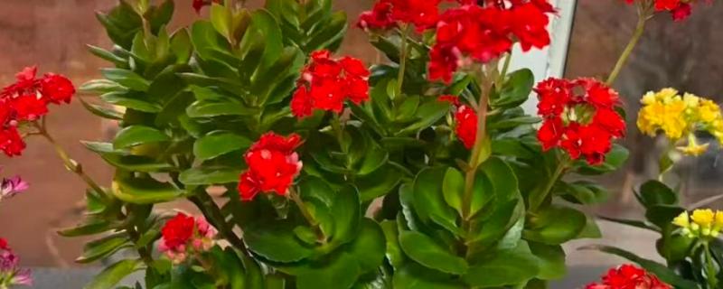 长寿花开花后的修剪方法，花期结束后的第二周就要进行修剪