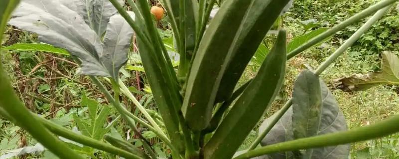 秋葵的产量如何提高，首先要选择好优良品质