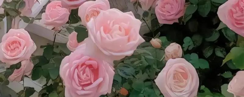 粉玫瑰的花语，寓意感动、爱的宣言等