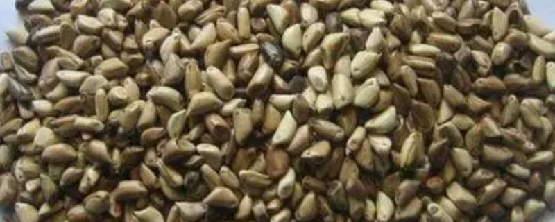 甘蔗种子怎么育苗，种植前要对种子进行催芽处理