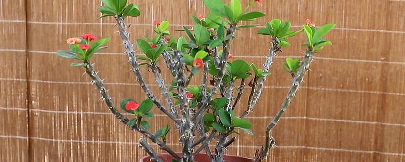 刺梅的养殖方法,生长期间要保持土壤湿润