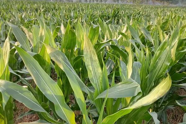 兴海201玉米种子介绍，每亩3200～4000株