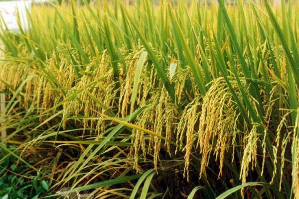 中优901水稻种子简介，每亩秧田播种量8-10公斤