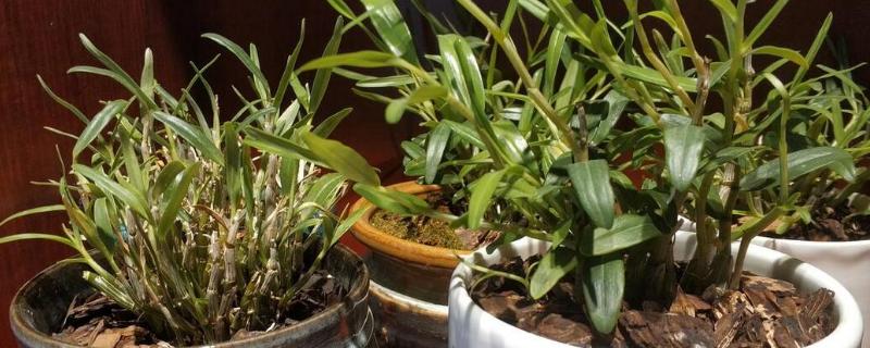 石斛的种植方法，3月下旬到4月中旬种植为佳