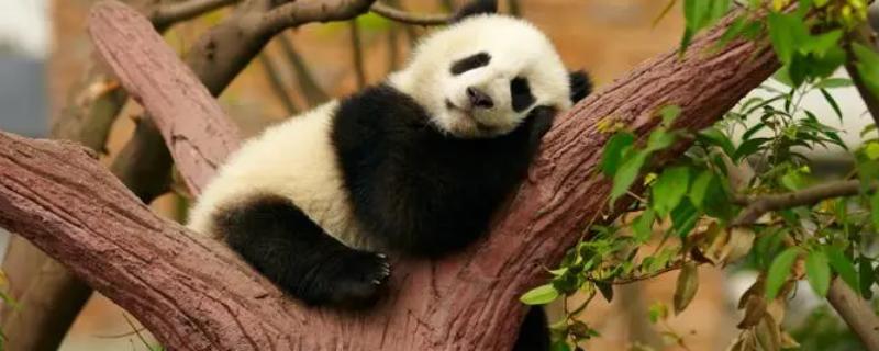 为什么大熊猫是国宝，是中国独有的动物且数量稀少