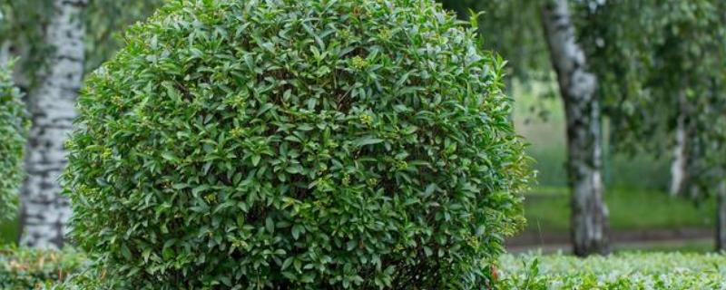 冬青是不是藤本植物，不是藤本植物而是常绿乔木