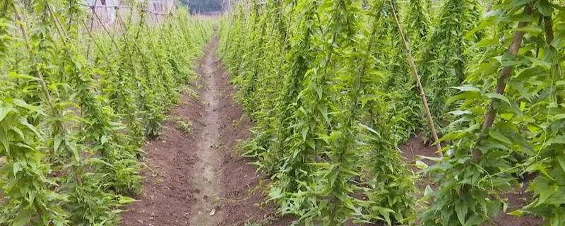 百部的田间管理方法，根据土壤的实际情况合理的进行中耕除草