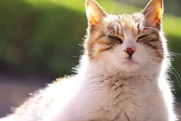 猫感冒怎么治，抗病毒可以注射猫用干扰素