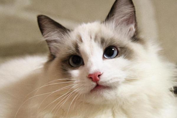 猫感冒怎么治，抗病毒可以注射猫用干扰素