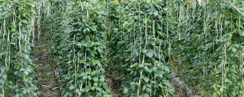 四季豆的种植时间，不同地区的种植时间不同