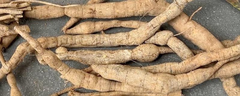 野生牛大力的外形特点,其块根通常呈圆柱状