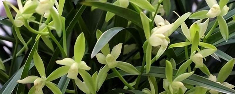 兰花的养殖方法，在生长期或开花季节应多浇水