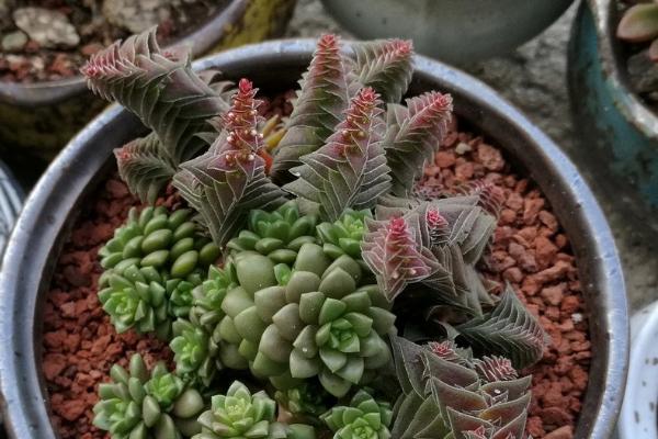 茜之塔开花后如何处理，无法接受异味可以剪除开花的枝条