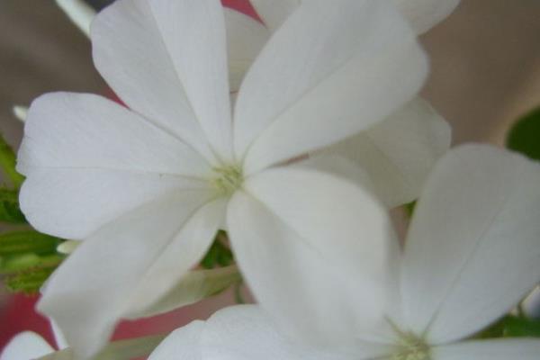 白雪花的花期，一般在春季3-4月份开花
