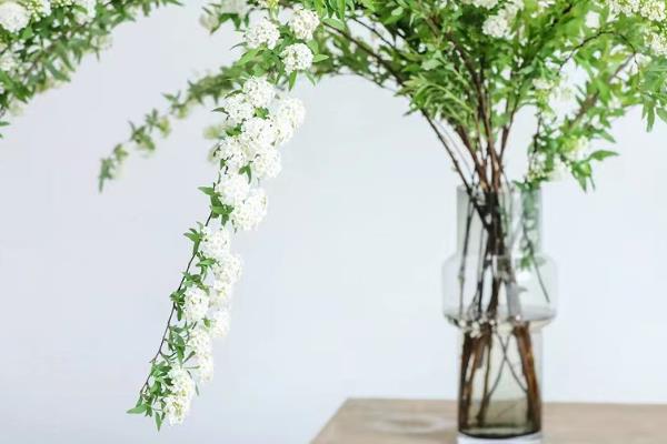 雪柳枝条能插土种植吗，选择硬枝或绿枝插土种植