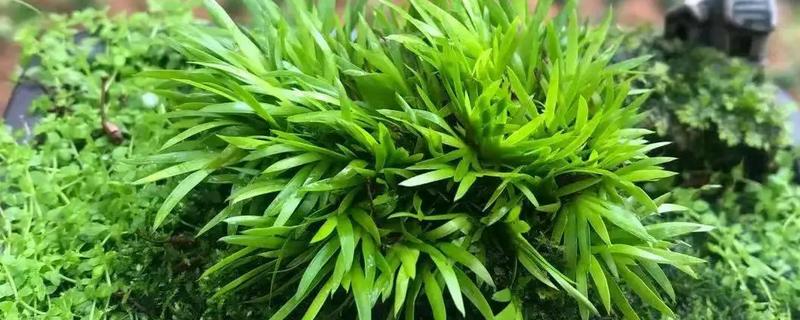 菖蒲相关介绍，属于天南星科、菖蒲属植物
