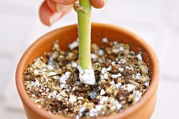 天竺葵的养殖方法，适宜生长的温度在20℃左右