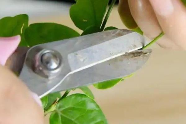 天竺葵的养殖方法，适宜生长的温度在20℃左右