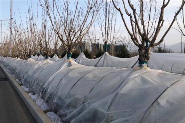 凌霄花可耐寒多少度，可以忍耐-23℃的低温