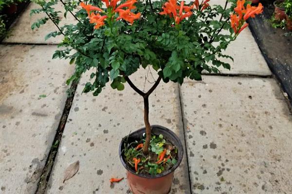 凌霄花可耐寒多少度，可以忍耐-23℃的低温