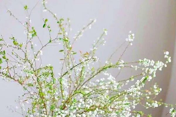 雪柳枝条能插土种植吗，选择硬枝或绿枝插土种植