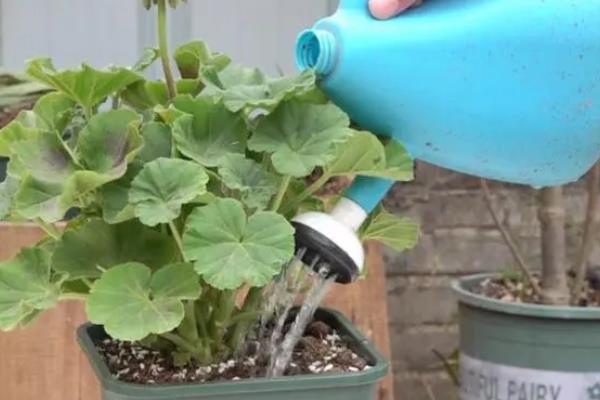 天竺葵的养殖方法，适宜生长的温度在20℃左右