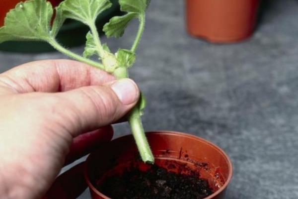 天竺葵的养殖方法，适宜生长的温度在20℃左右