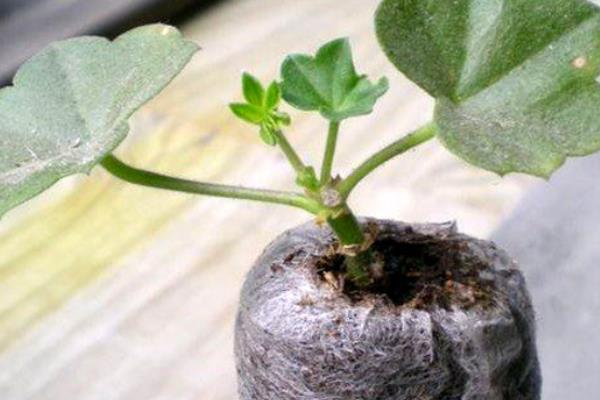 天竺葵的养殖方法，适宜生长的温度在20℃左右
