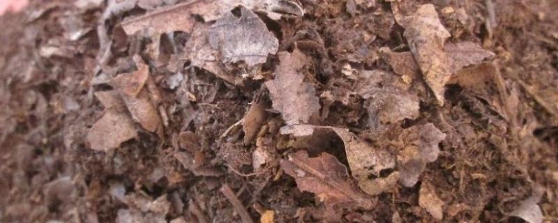 哪种腐叶土有营养，需将纯天然有机质肥料当作基质