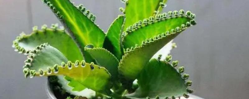 落地生根冬天会不会冻死，温度过低时会被冻死