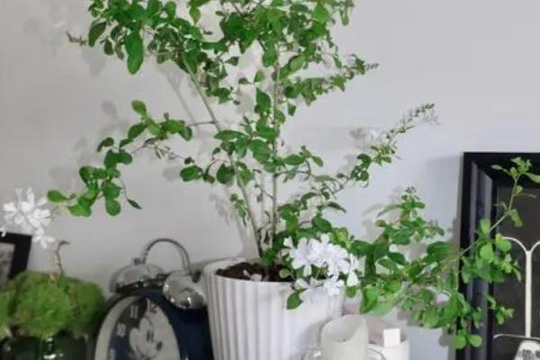 白雪花的花期，一般在春季3-4月份开花