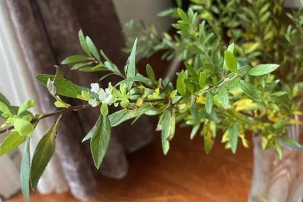 雪柳干枝的养护方法，斜剪枝条底部插入温水中、吸足水分后再用花瓶进行水培