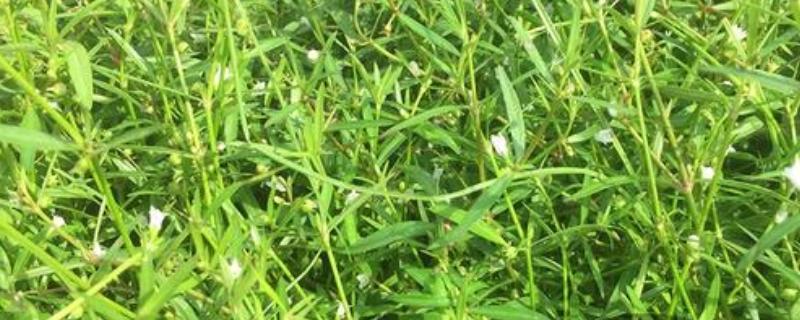 蛇舌草的种类，只有1个品种