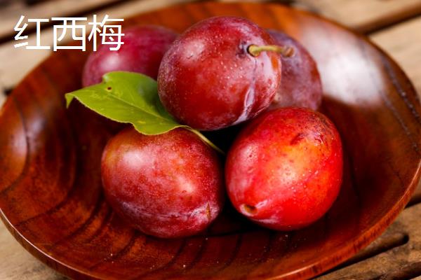 西梅核能不能种，播种时需要将内核取出浸泡再播种