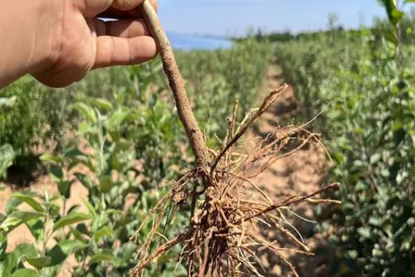 怎么治疗苹果树黄叶病，选用抗黄化和抗碱性土壤的砧木种植