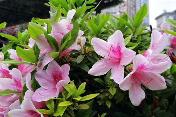 黄陂云雾山杜鹃花何时开，一般在3-4月份开
