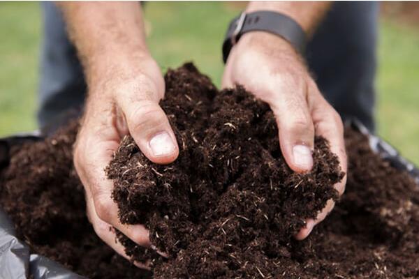 青菜移栽后多久可以施肥，移栽后7-10天即可施肥