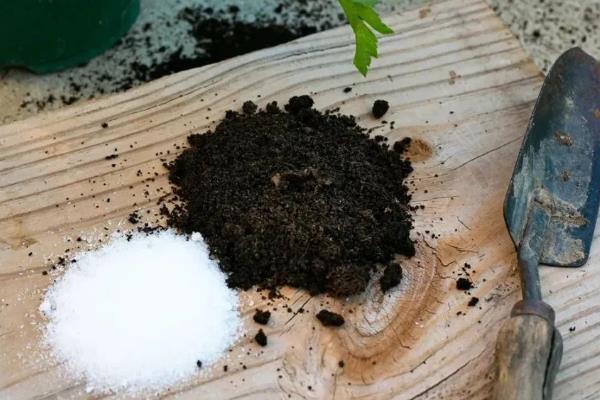 青菜移栽后多久可以施肥，移栽后7-10天即可施肥