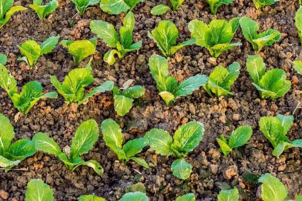 青菜移栽后多久可以施肥，移栽后7-10天即可施肥