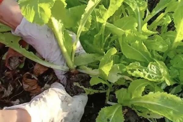 青菜移栽后多久可以施肥，移栽后7-10天即可施肥