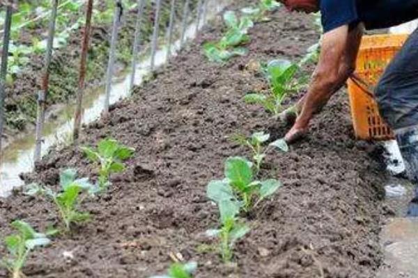 青菜移栽后多久可以施肥，移栽后7-10天即可施肥