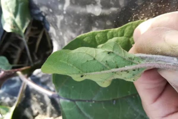 青菜移栽后多久可以施肥，移栽后7-10天即可施肥