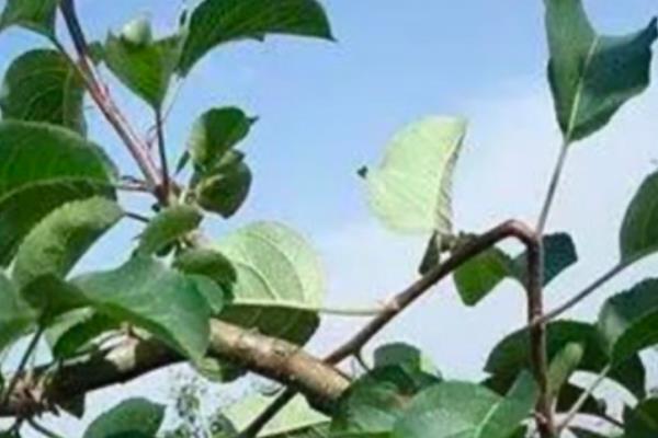 怎么治疗苹果树黄叶病，选用抗黄化和抗碱性土壤的砧木种植