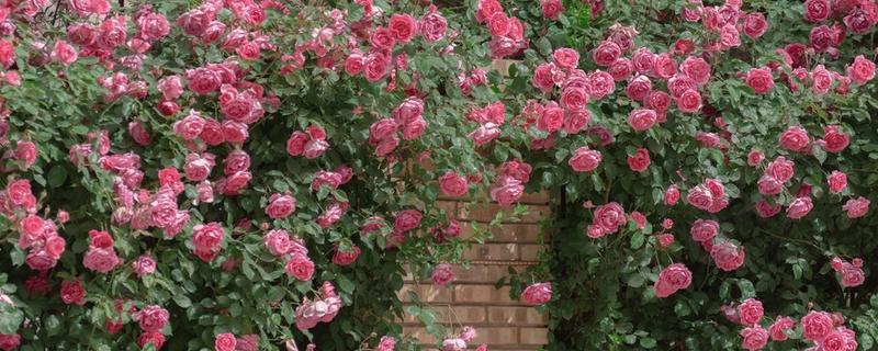 粉色蔷薇花有什么花语，代表爱的誓言、执子之手与子偕老