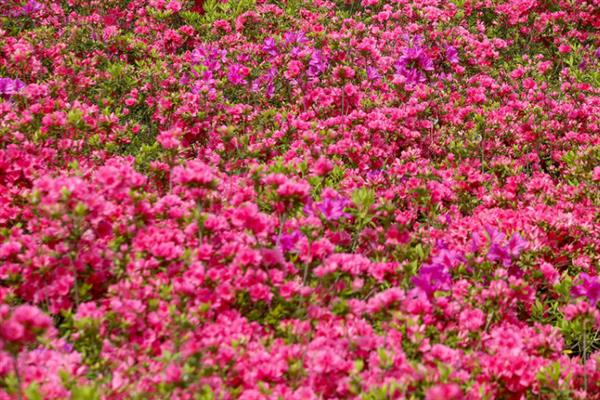 黄陂云雾山杜鹃花何时开，一般在3-4月份开