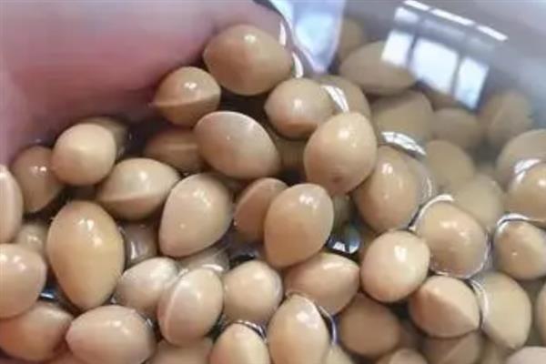 银杏果能不能吃，可以煮着吃也可炒着吃