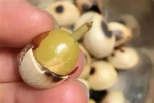 银杏果能不能吃，可以煮着吃也可炒着吃
