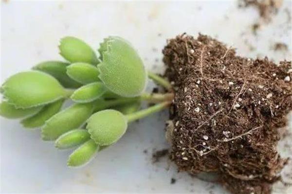 熊童子刚种要不要浇水，刚种下去不需要浇水