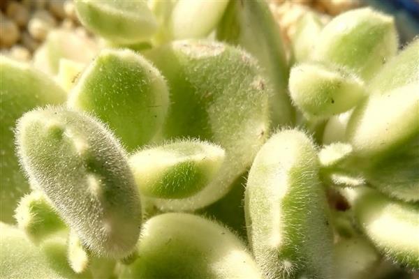 熊童子刚种要不要浇水，刚种下去不需要浇水